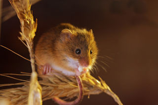 Harvest Mouse 1200X1200