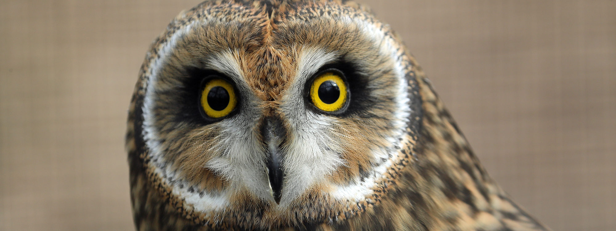 Short Earedowl1 2500X1500