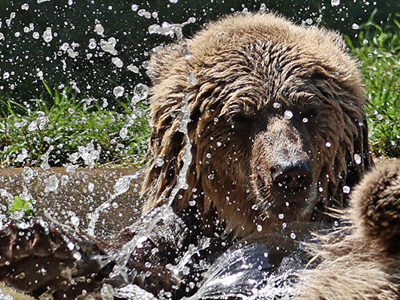 Cub Splashing Banner 2500X1500