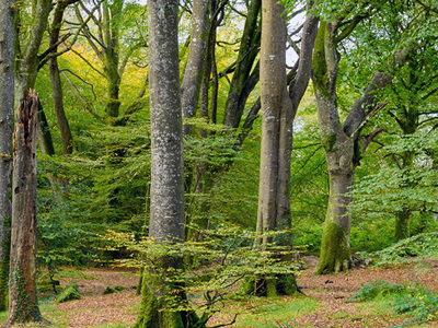 Woodland 2500X1500