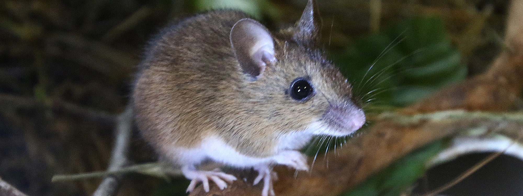 Woodmouse1 2500X1500