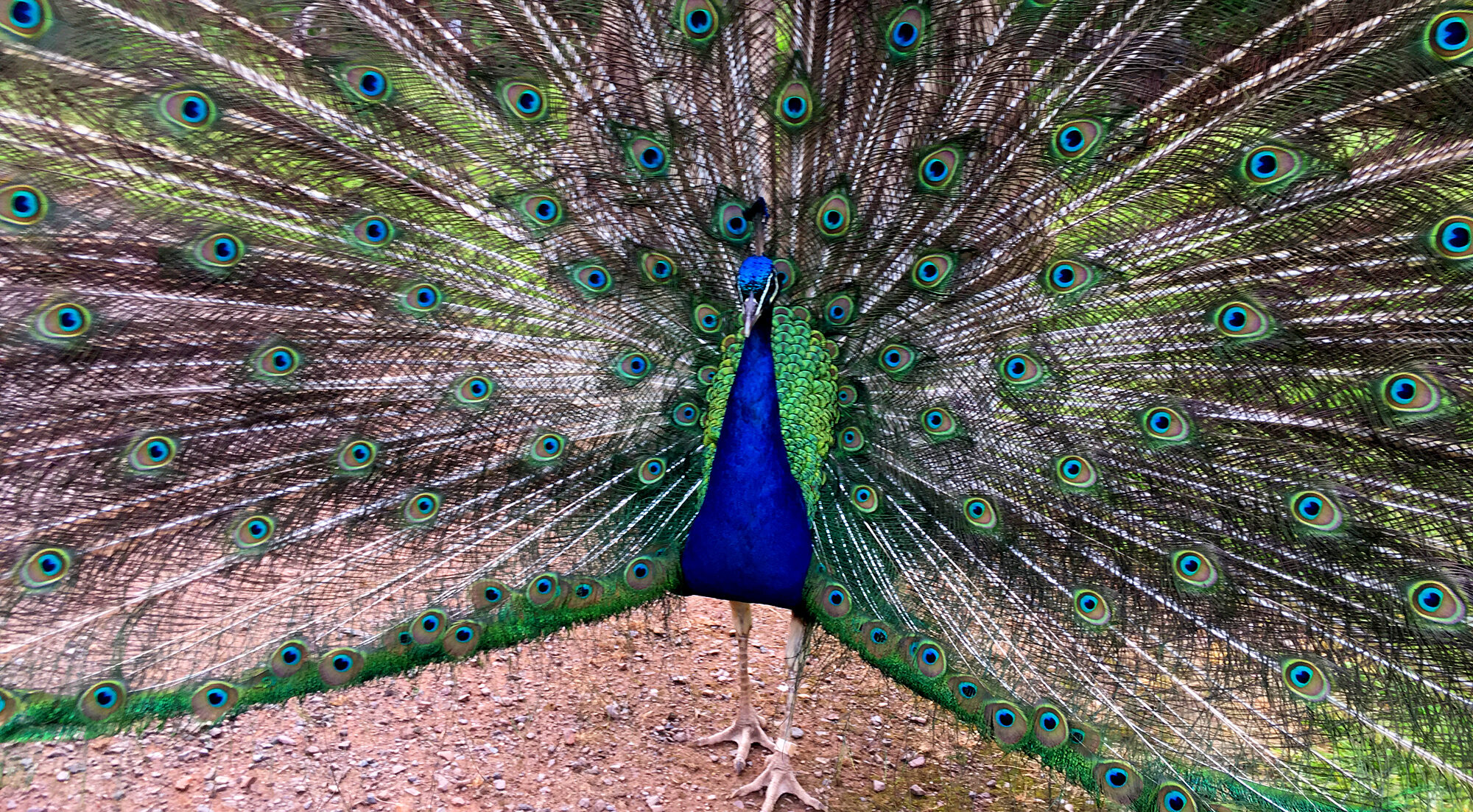 Peacock 06 2500X1500