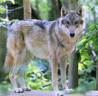 Wolf2 1000X1000