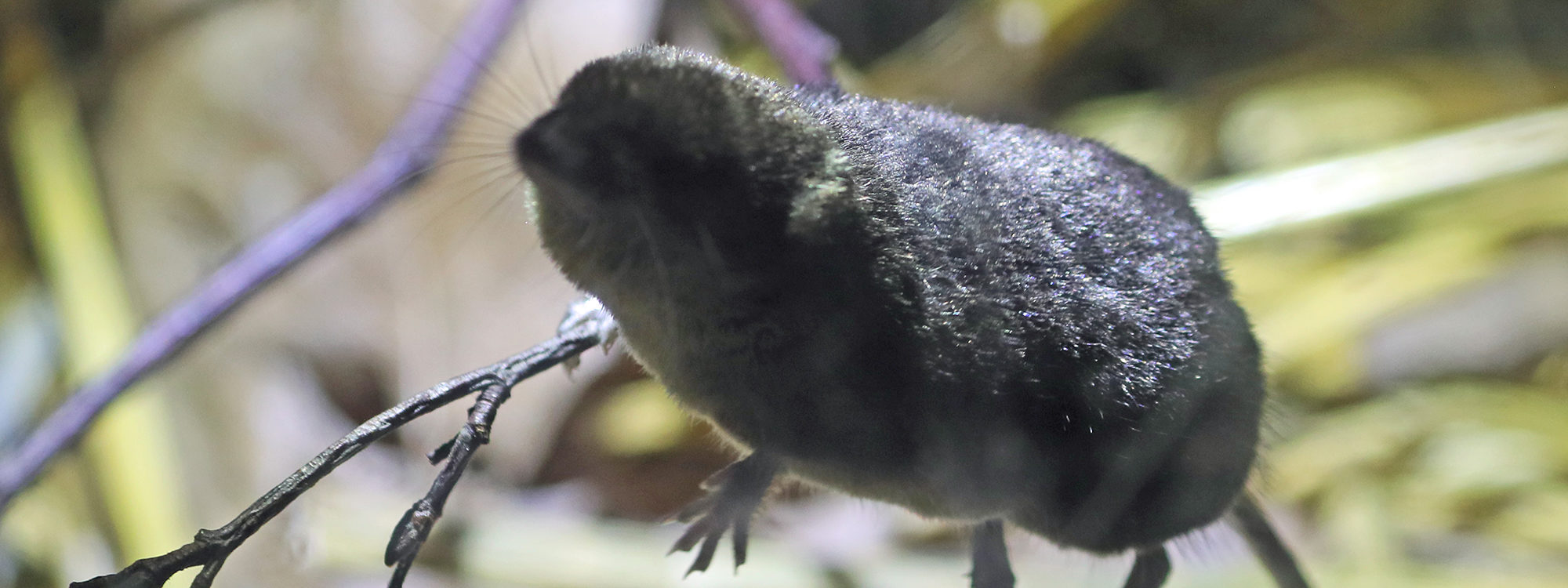 Watershrew3 2500X1500