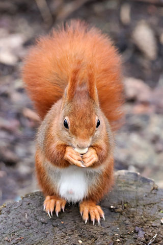 Squirrel