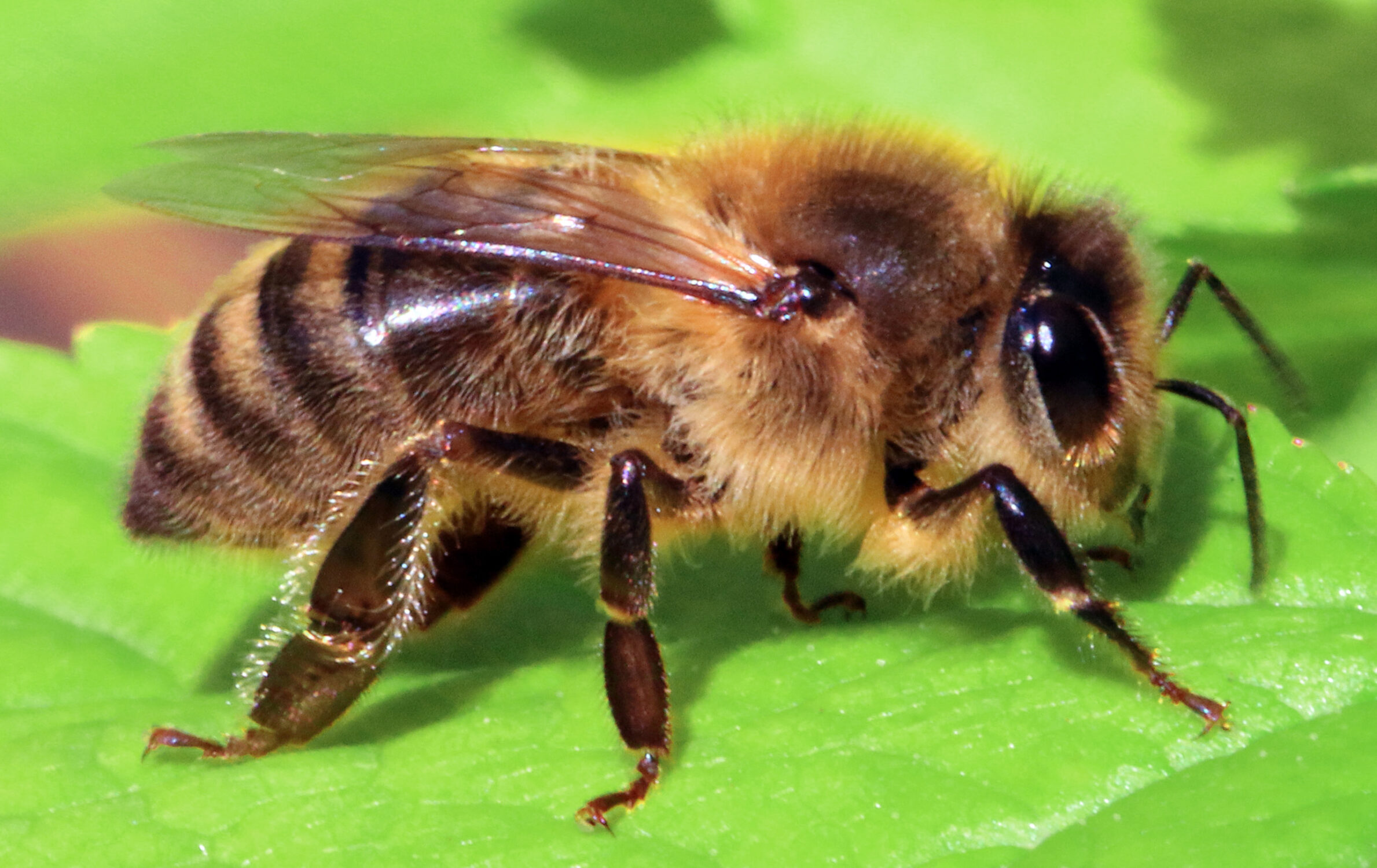 Honey Bee 01 2500X1500