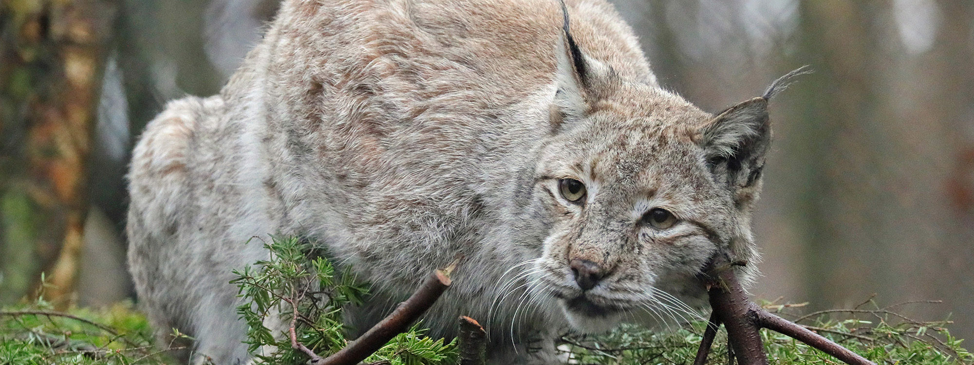 Eurasianl1 2500X1500