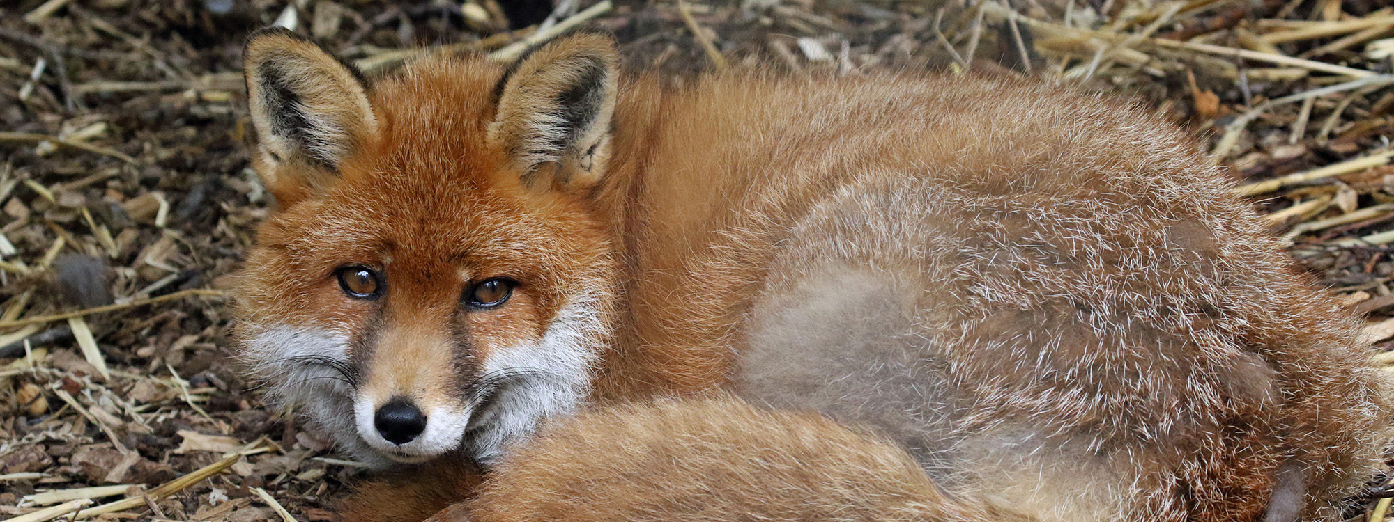 Redfox2 2500X1500
