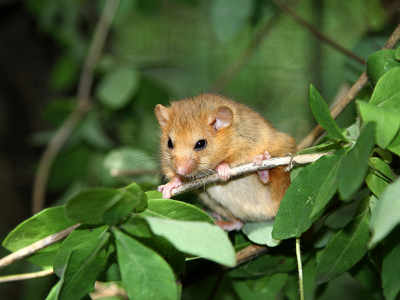 Conservation Spotlight Dormouse2 Web