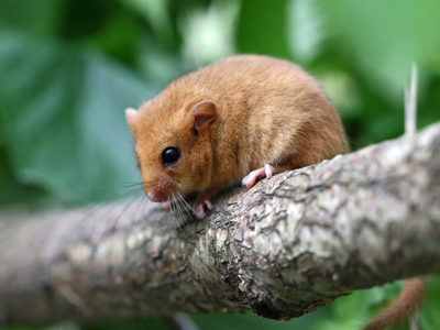 Hazeldormouse1 2500X1500 (1)