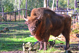 Wilderbleansession Web