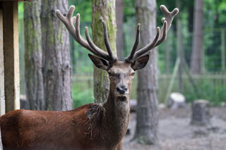 Reddeer3 2500X1500