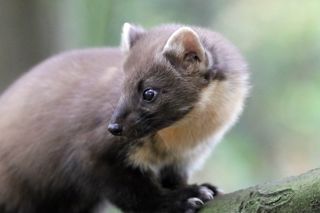 Pinemarten3