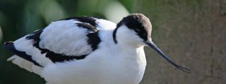Avocet1 2500X1500