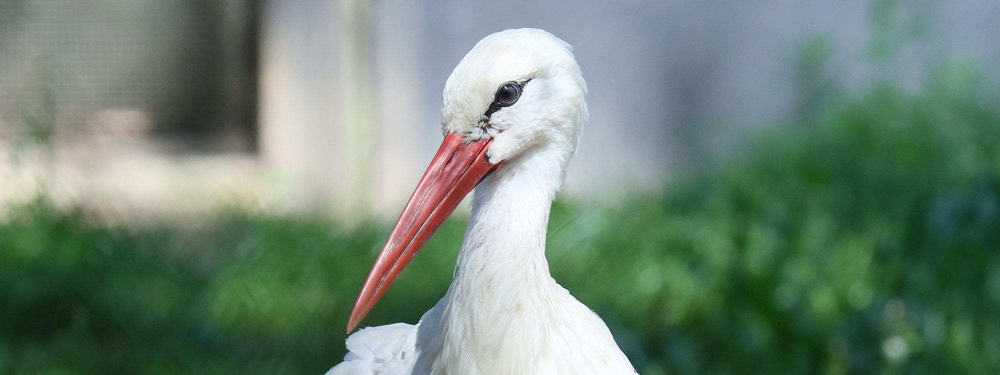 Whitestork1 2500X1500