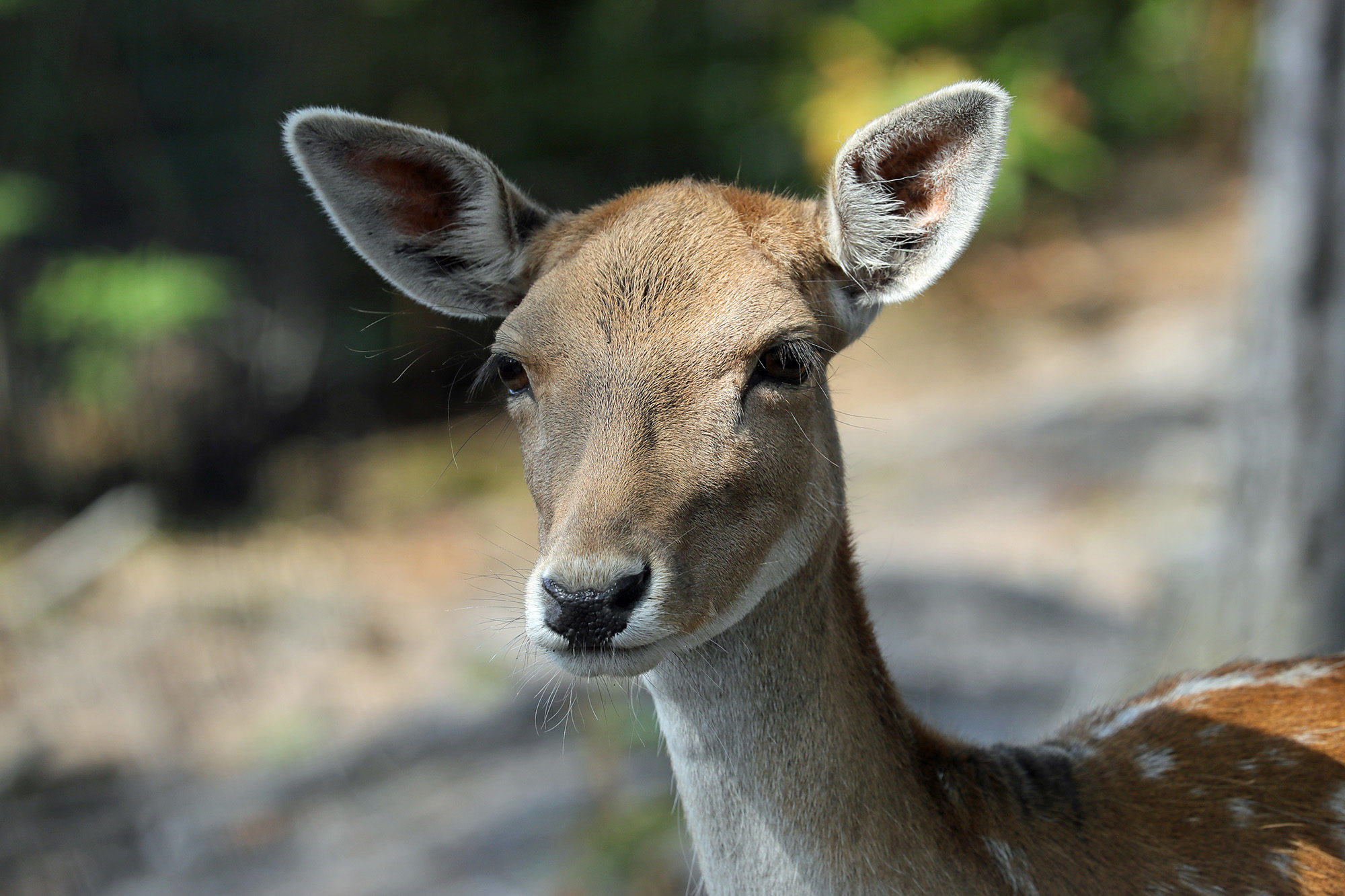 Fallowdeer1 2500X1500