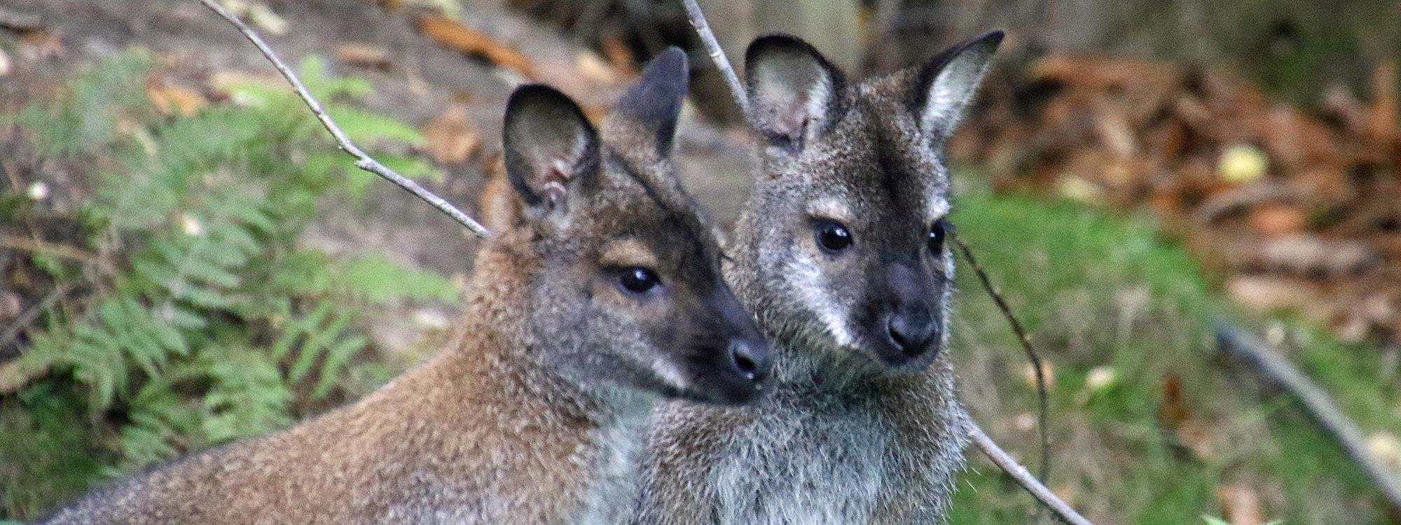 Wallaby2 2500X1500