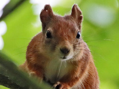 Conservation Spotlight Red Squirrel Banner 2500X1500