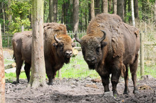 Bison1 2500X1500