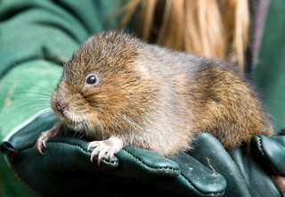 Conservation Serie Water Vole 3 Web