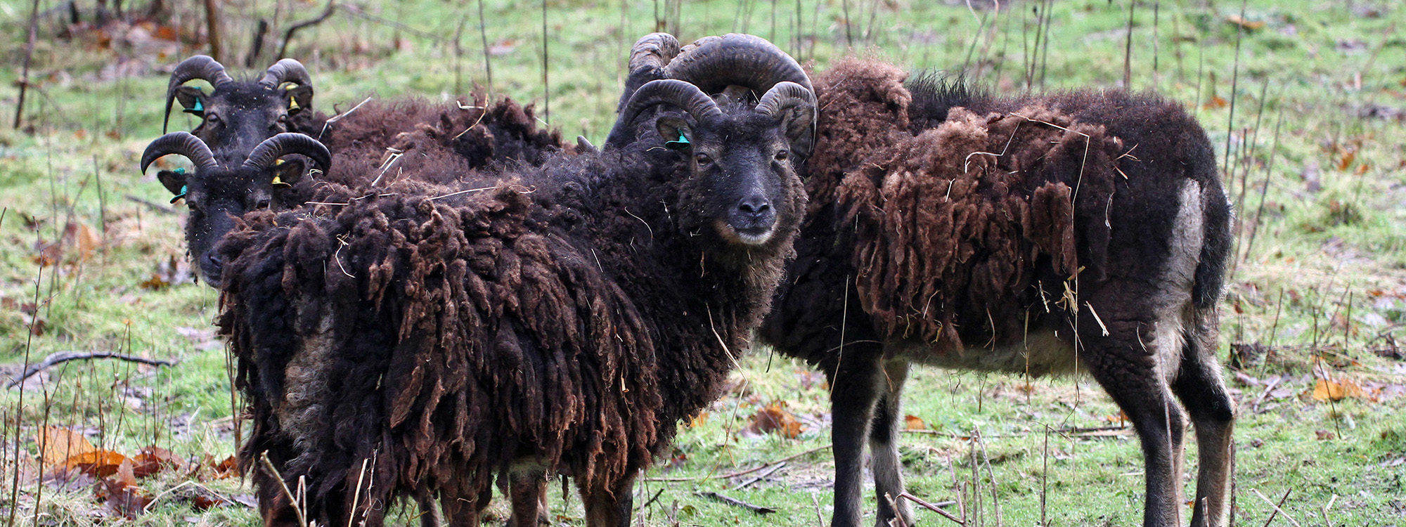 Soaysheep2 2500X1500