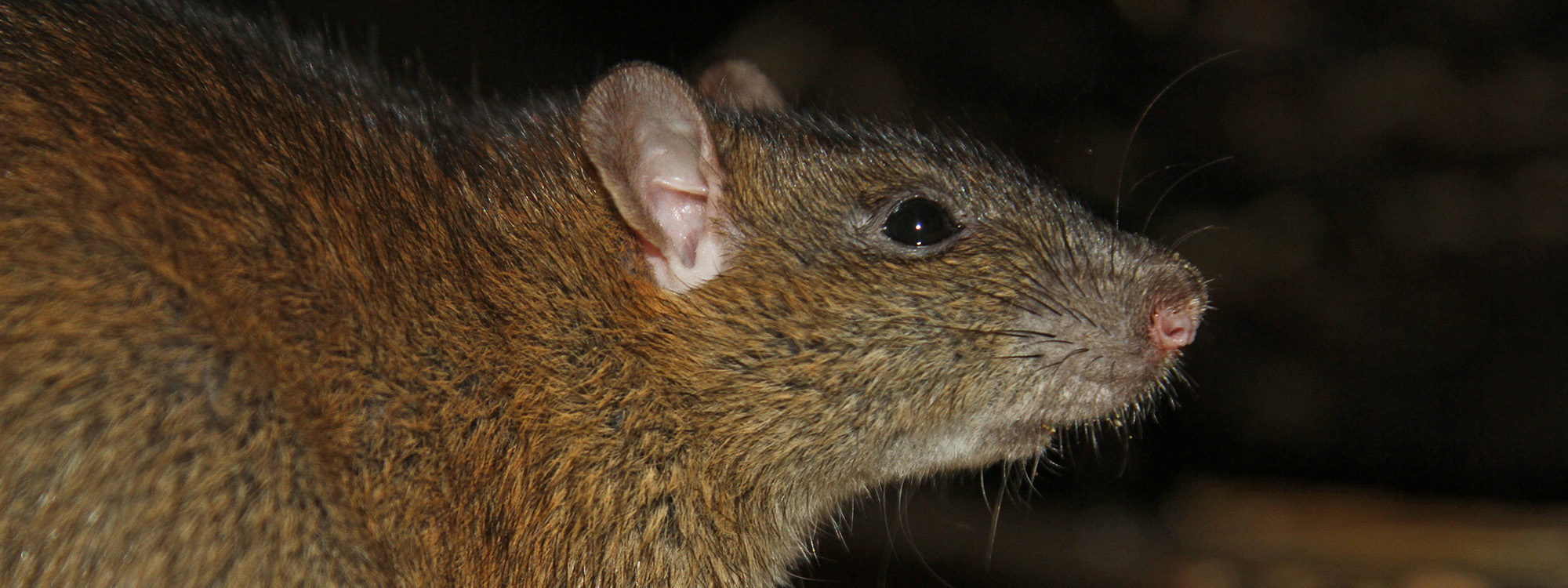 Brownrat1 2500X1500