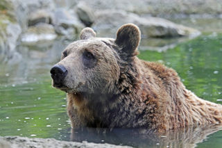 Bear 1200X1200 (1)
