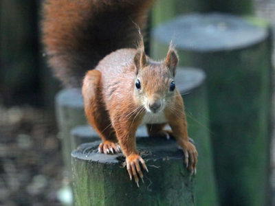 Redsquirrel2 1 2500X1500 (1)