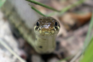 Grasssnake2 2500X1500