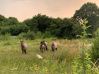 Konik 1500X1000