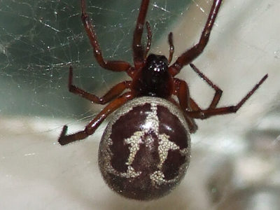 Steatoda Nobilis Banner 2500X1500