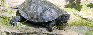 Pondterrapin3 2500X1500 (1)