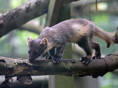 Pinemarten2 2500X1500