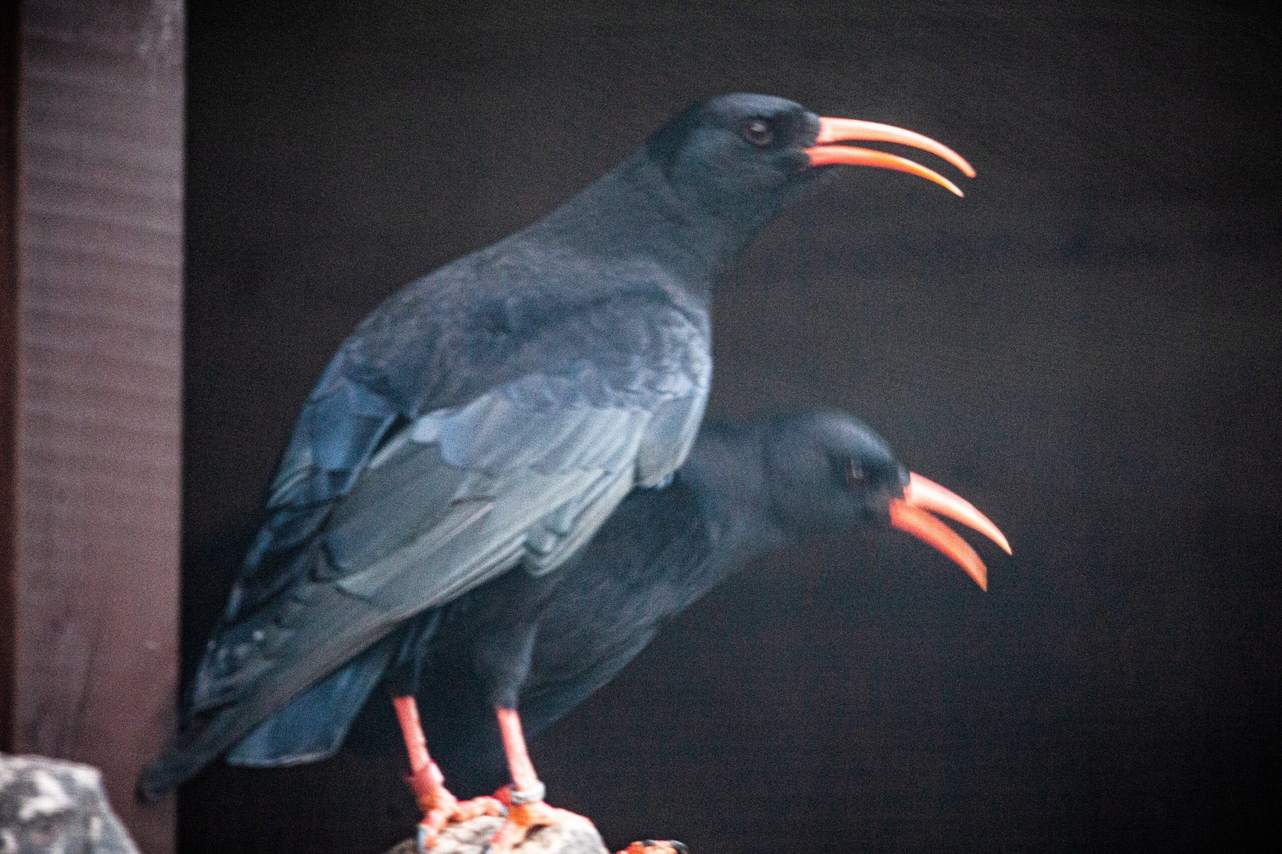 Choughs 3 Min Scaled