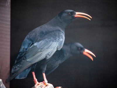 Choughs 3 Min Scaled