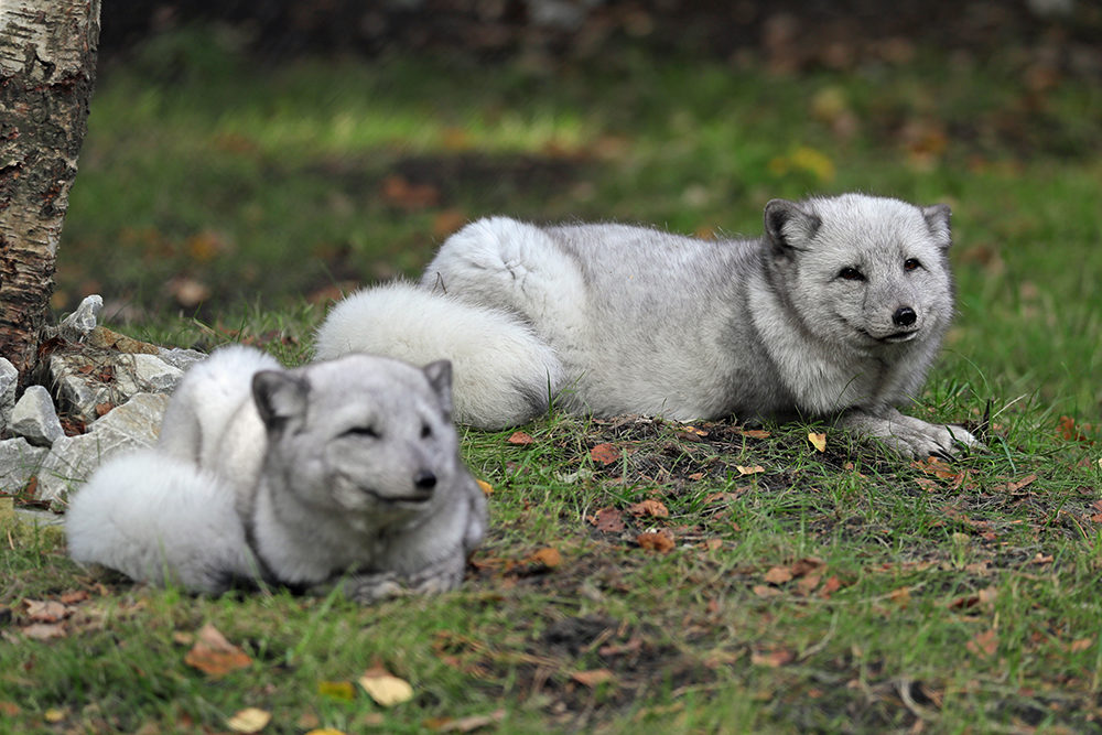 Arcticfoxexperience2 1200X1200