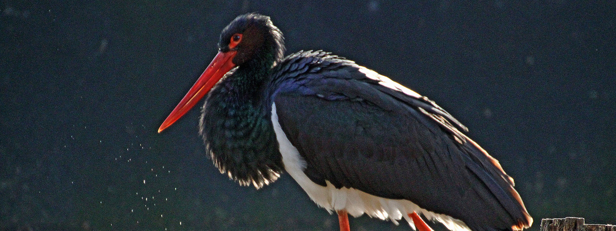 Blackstork1 2500X1500