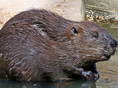 Beaver3 2500X1500 (1)