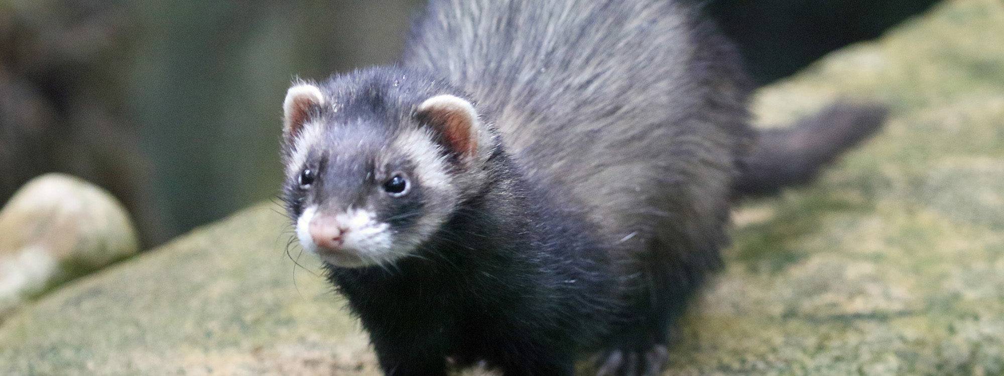Polecat1 2500X1500