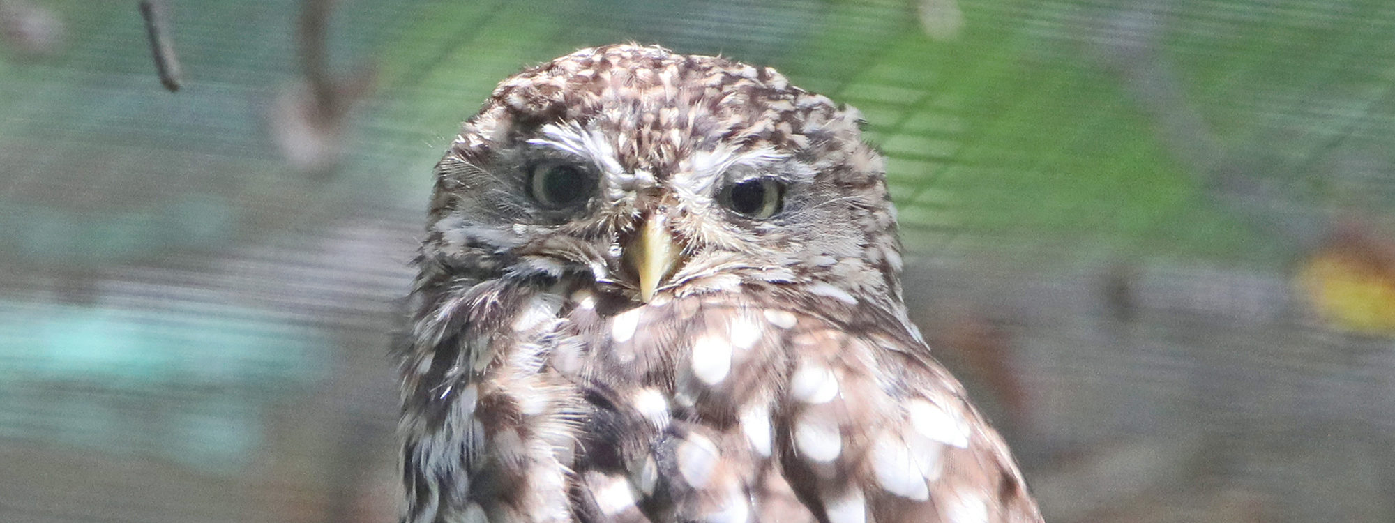 Littleowl2 2500X1500
