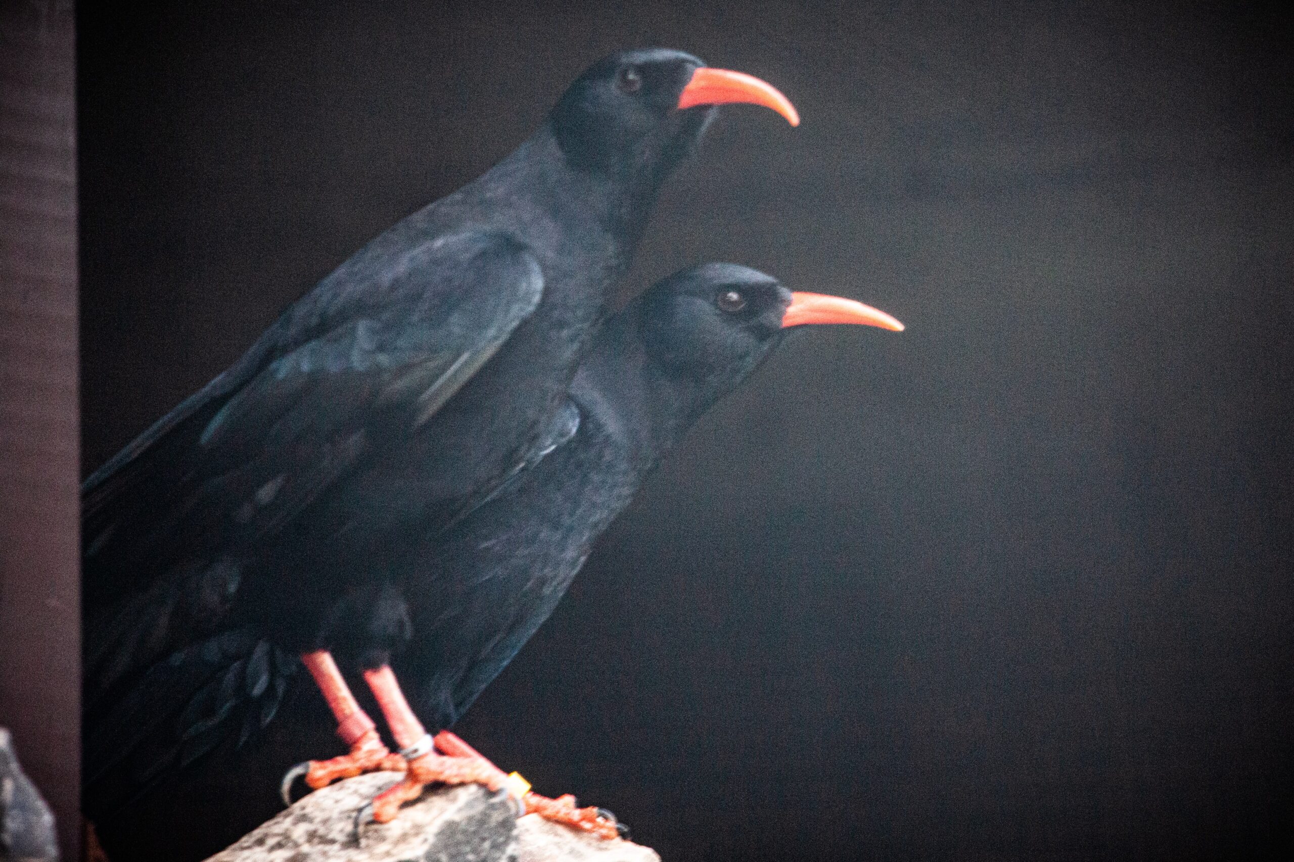 Choughs 2 Min Scaled