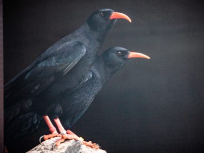 Choughs 2 Min Scaled