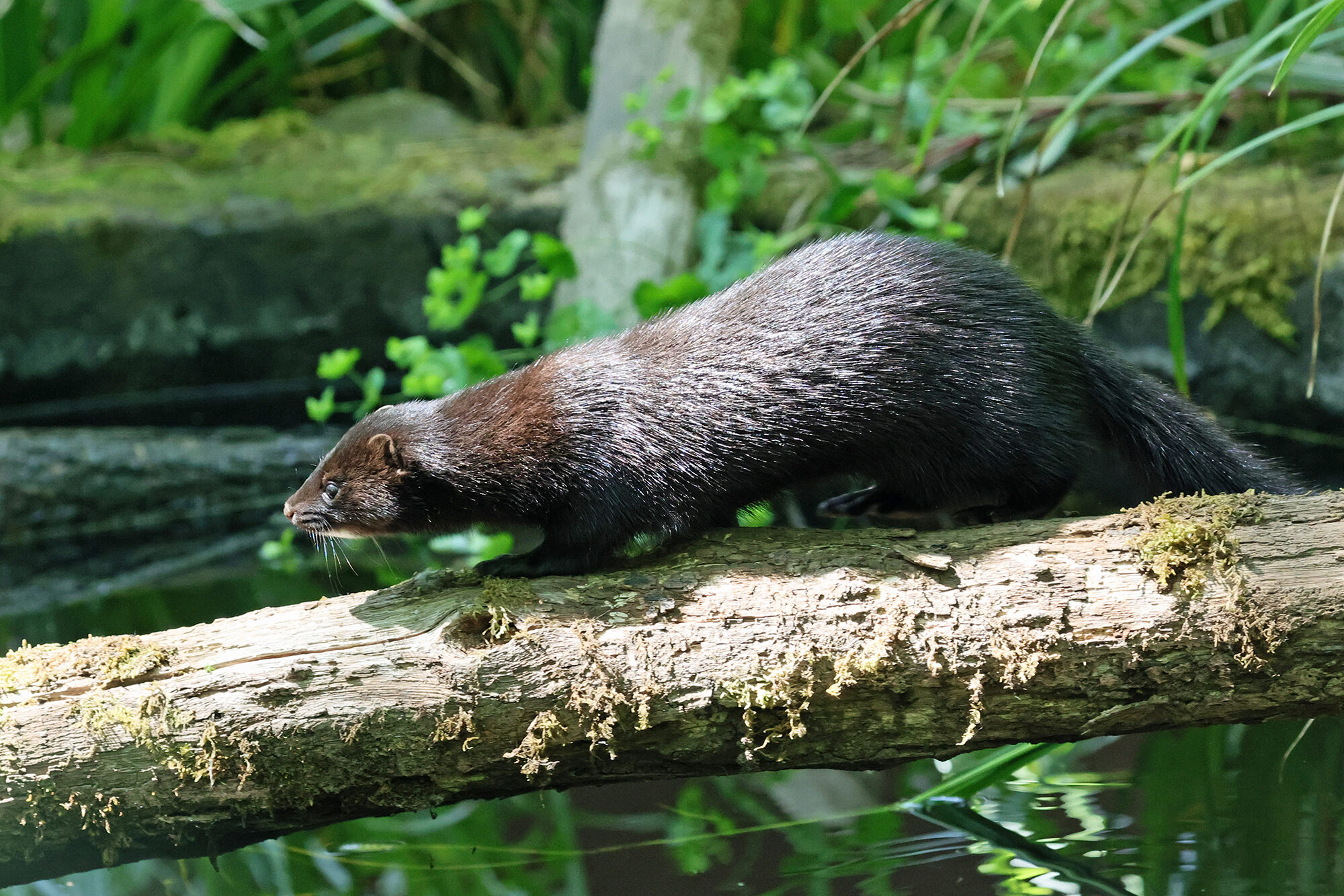 American Mink1 2500X1500
