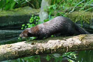 American Mink1 2500X1500