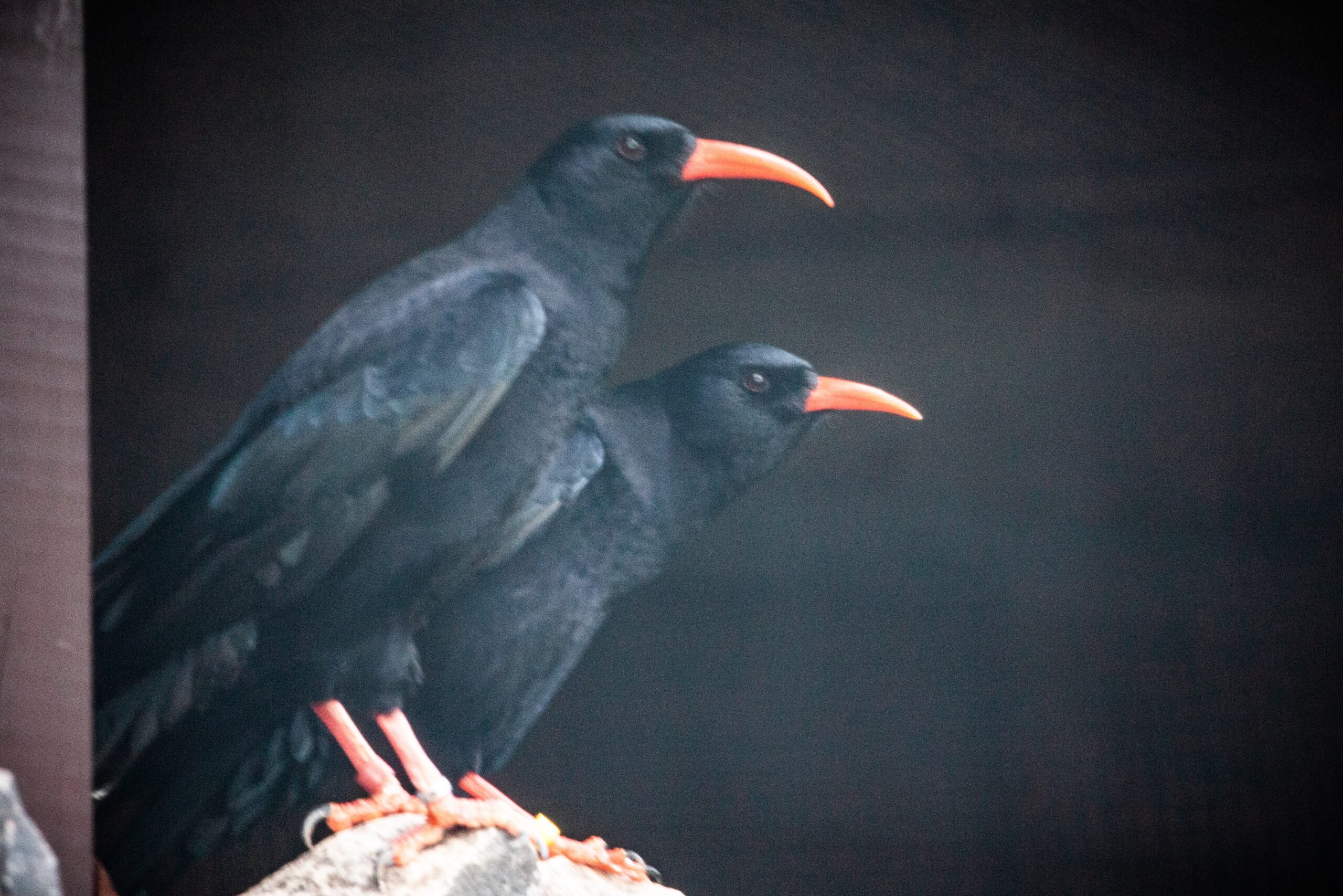 Choughs 1 Min Scaled
