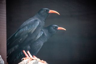Choughs 1 Min Scaled