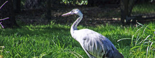 Crane3 2500X1500