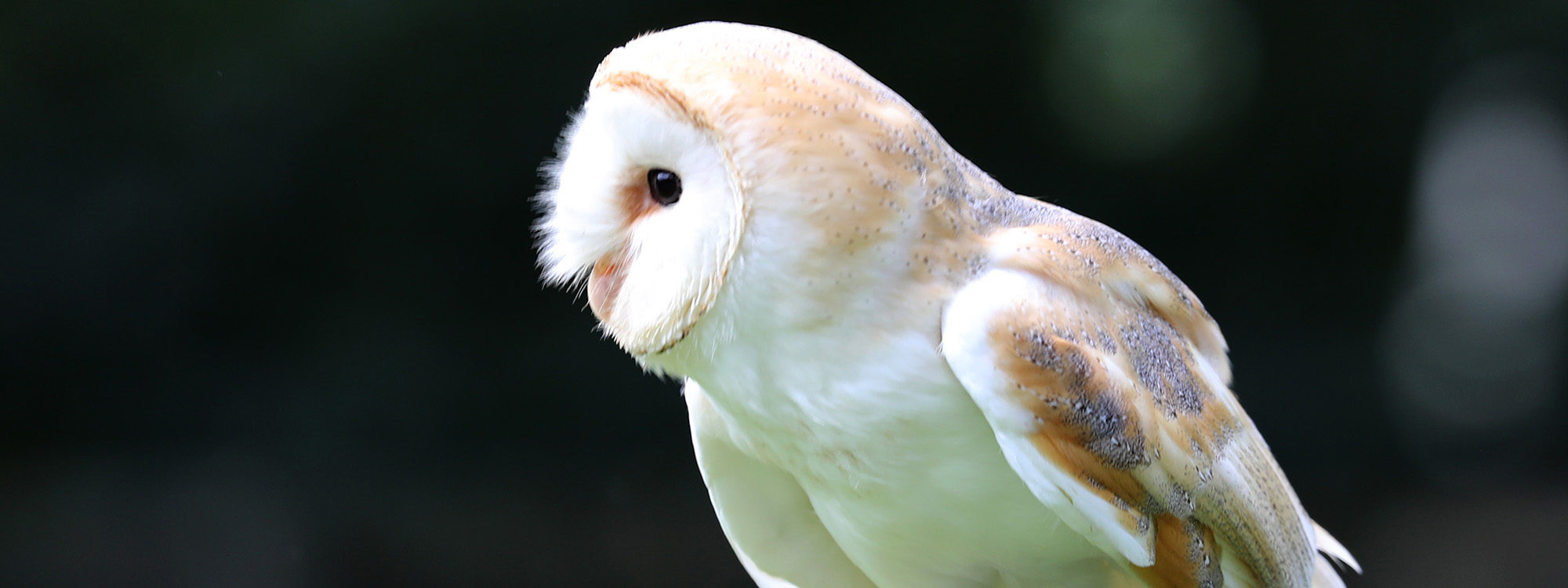 Barnowl1 2500X1500