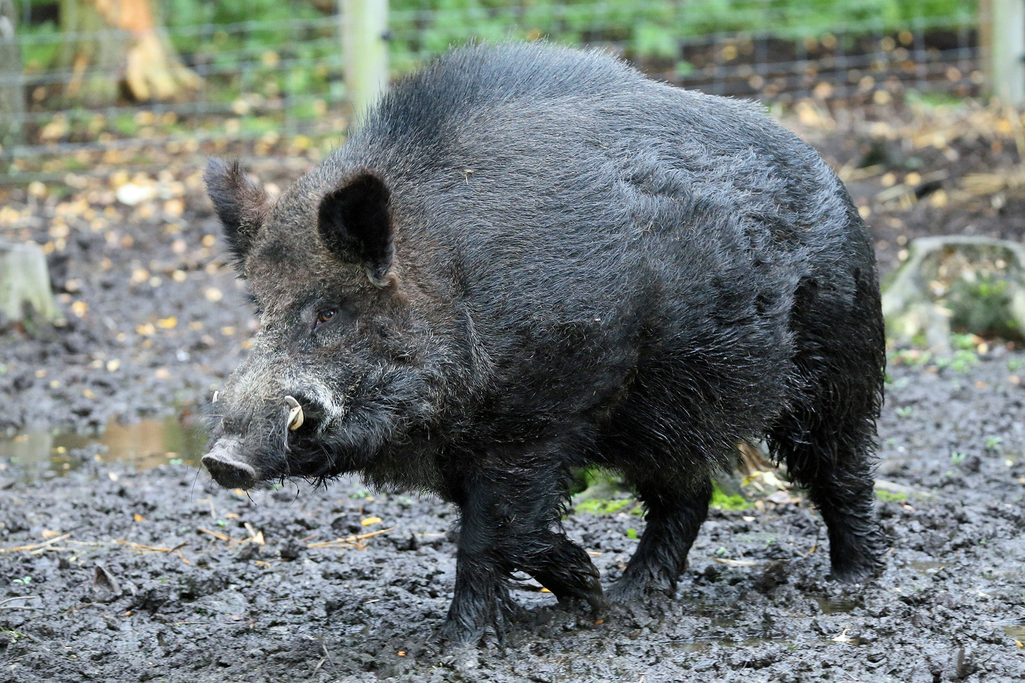 Wildboar1 2500X1500