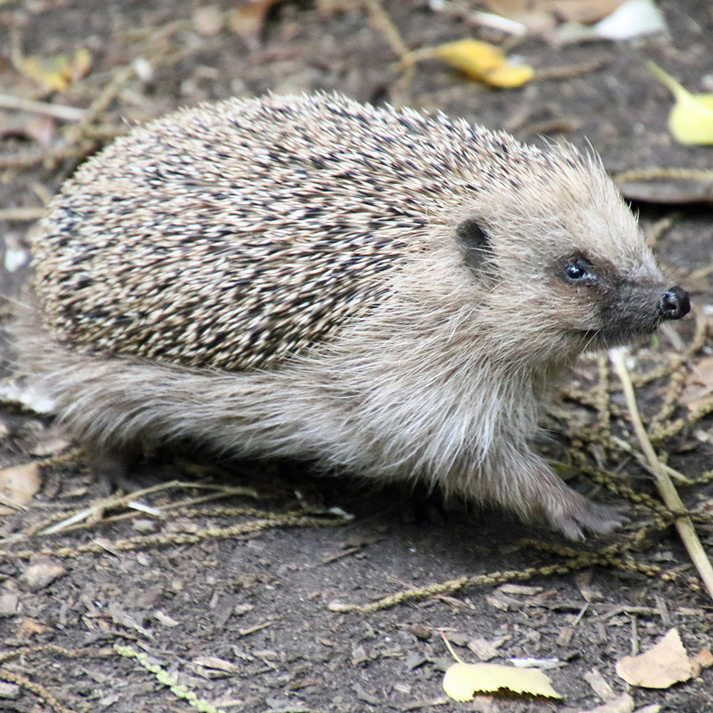 Hedgehog 1200X1200